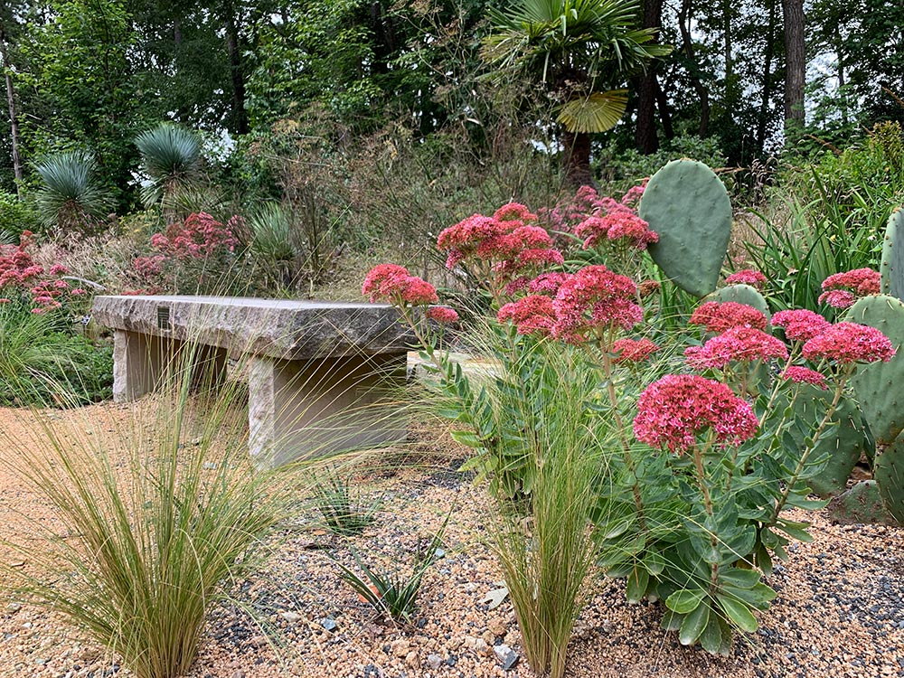 Cacti, grasses and Sedum spectabile ‘Autumn Fire’ flank a stone bench in the Mary Duke Biddle Rose Garden.