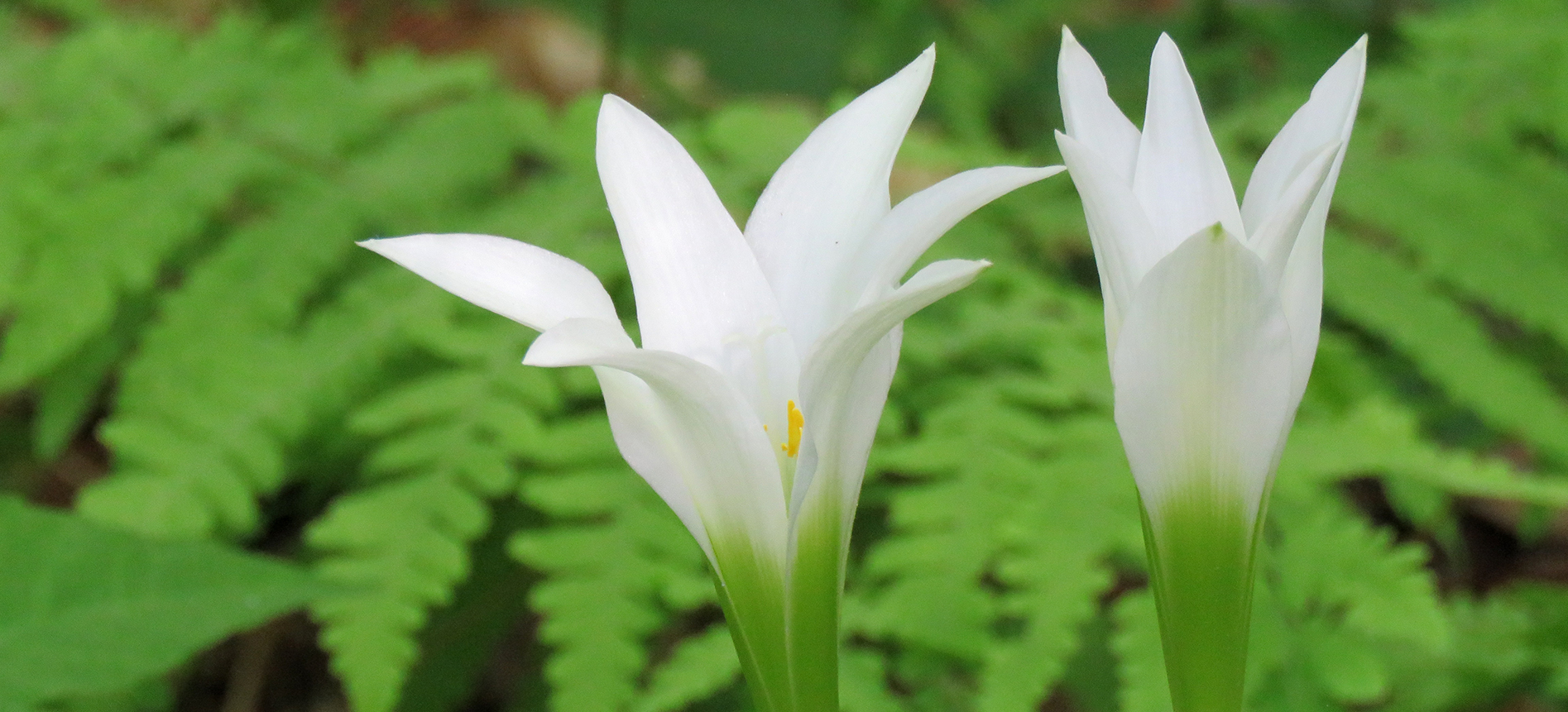 Two white atamasco lilies with ferns in the background.
