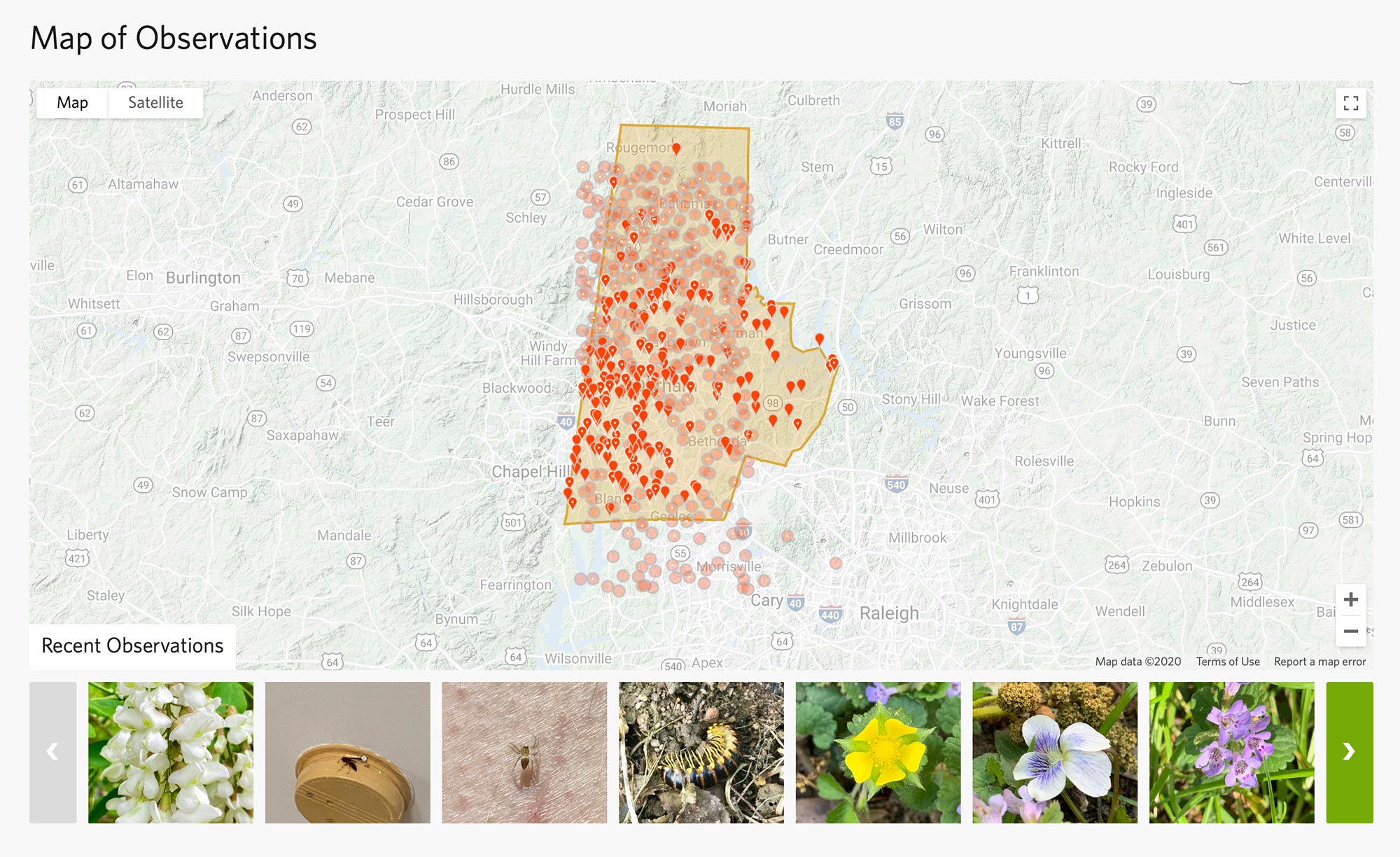 screenshot from BioBlitz, showing dot markers peppering Durham County