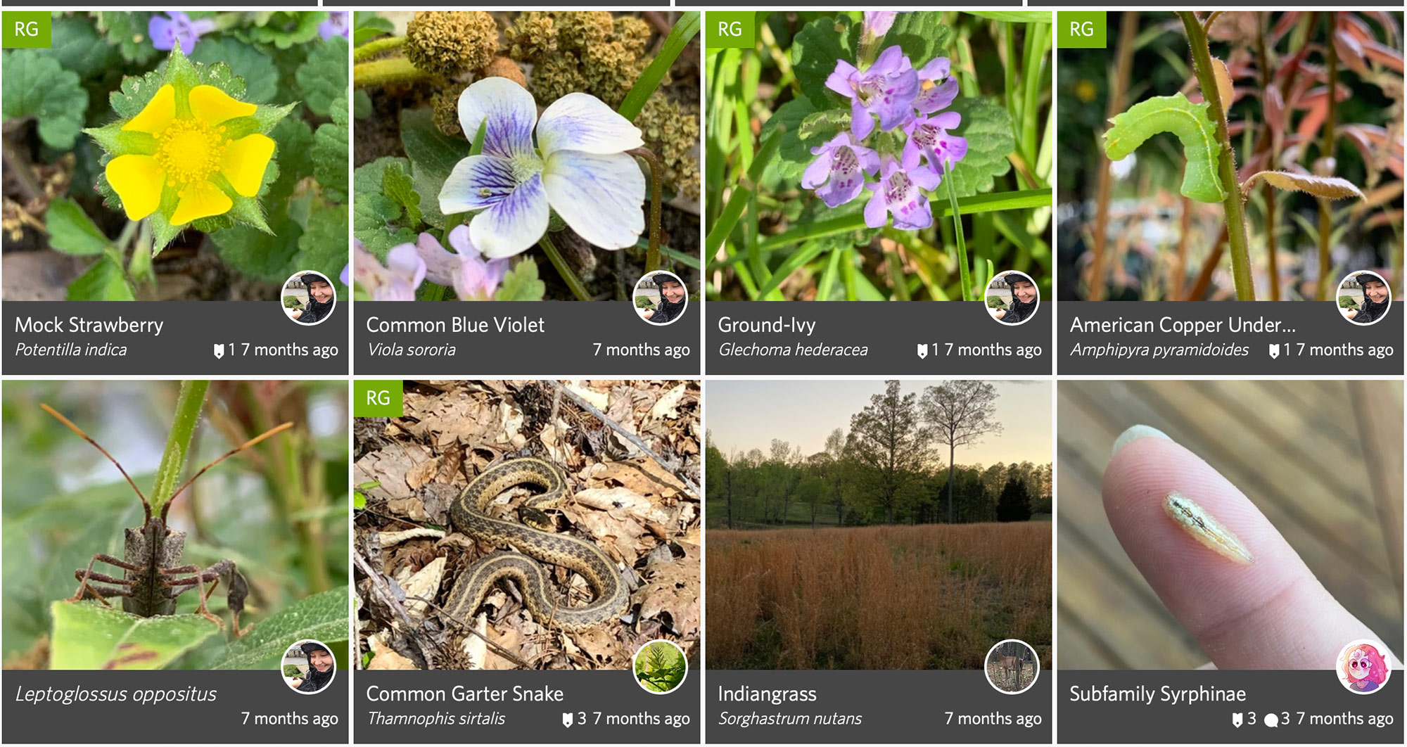 Screenshot illustrating eight iNaturalist plant and insect entries in the BioBlitz