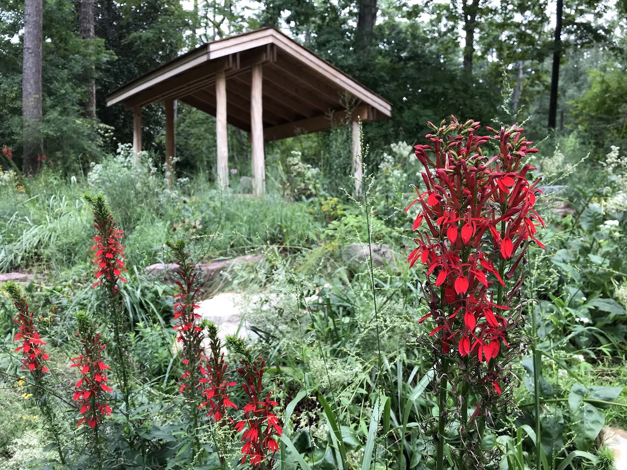 Tall red cardinal flowers (Lobelia cardinalis) growing in front of the open-air wood shelter at the new south entrance to the Blomquist Garden.