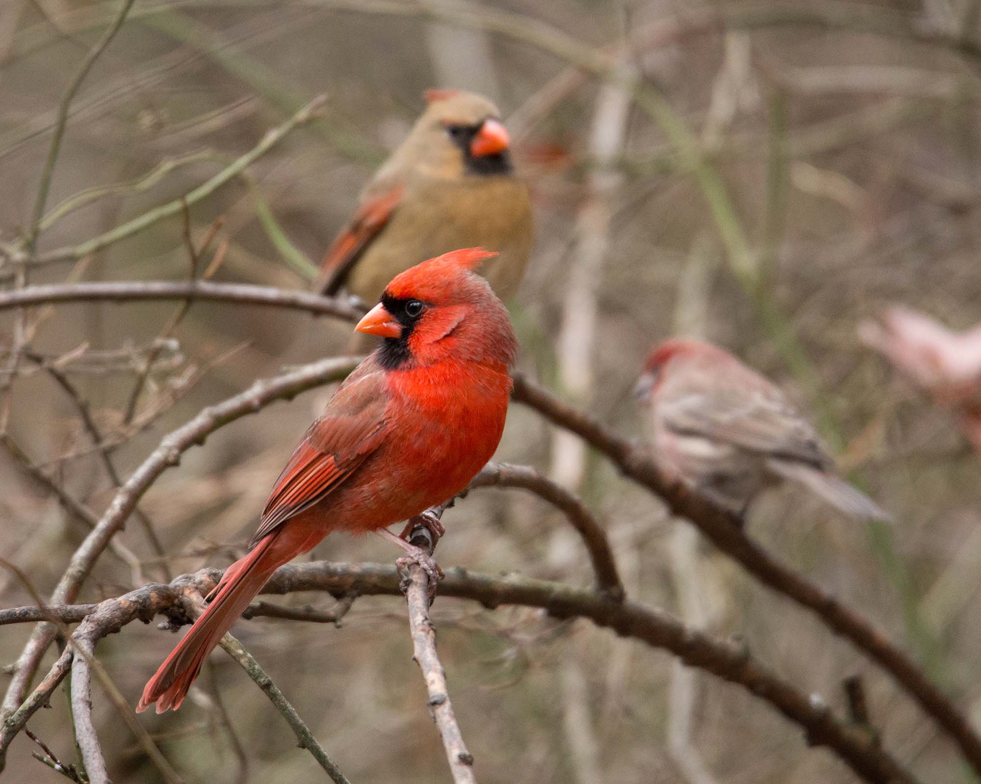 cardinals perched on branches