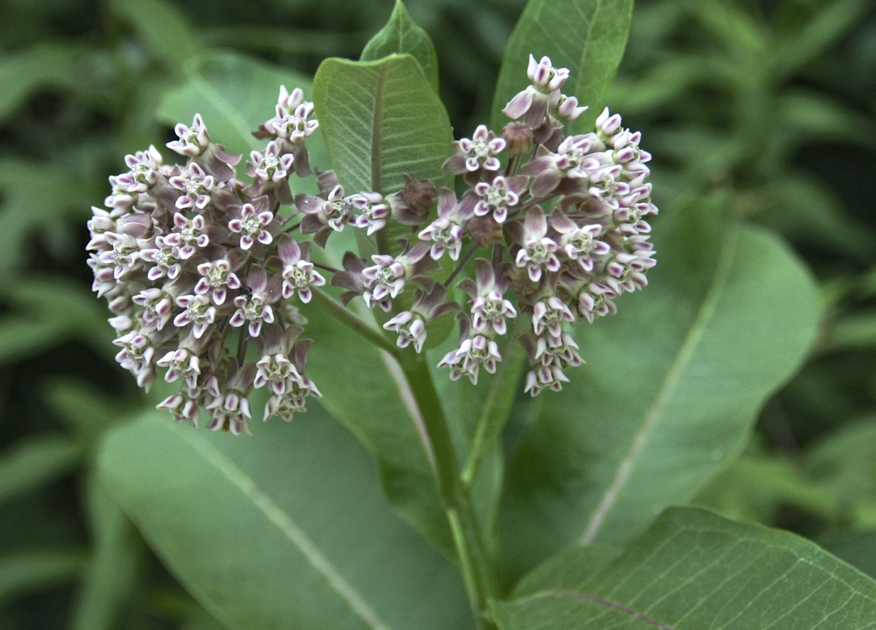 Close-up of common milkweed (Asclepias syriaca) in the Blomquist Garden of Native Plants
