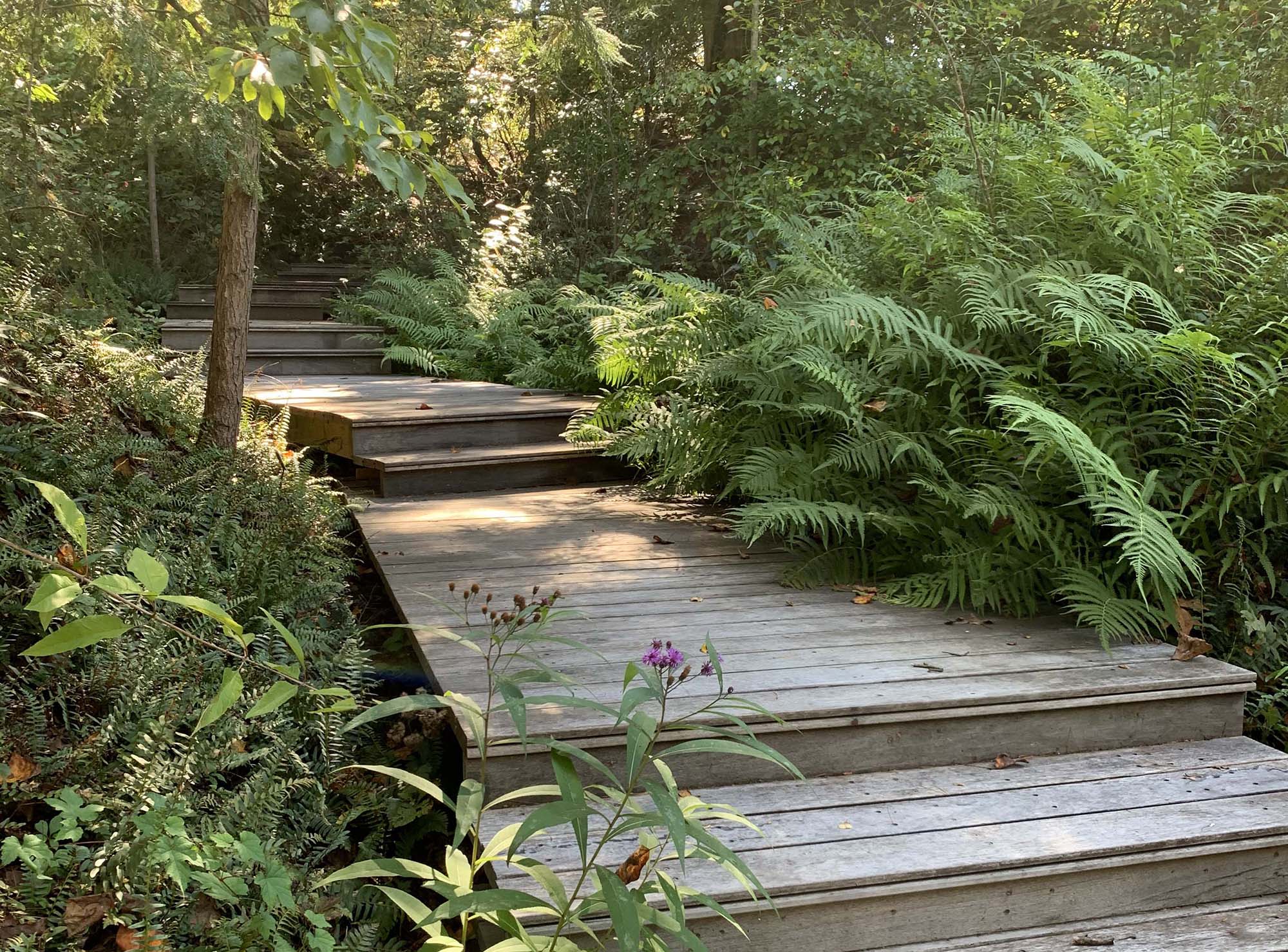 Wooden boardwalk stairs through the Blomquist Garden of Native Plants, with purple volunteer ironweed flowers in the foreground.