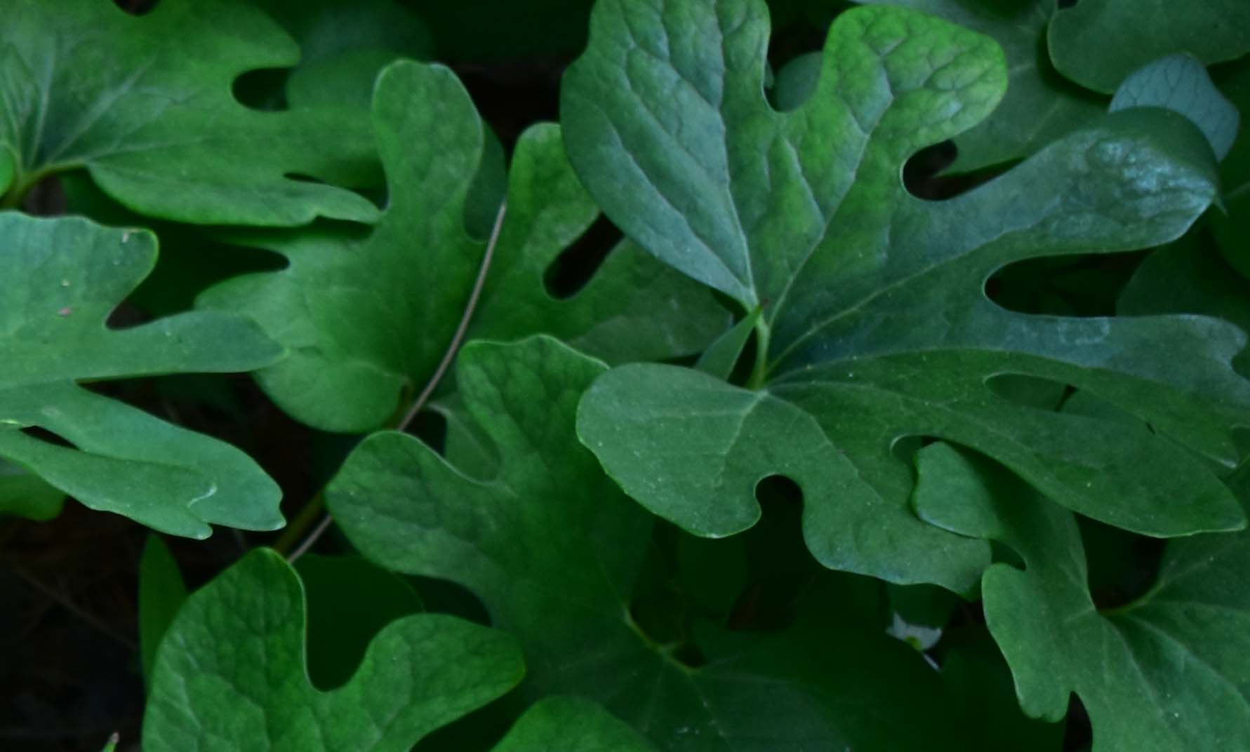 Close=up of bloodroot leaves