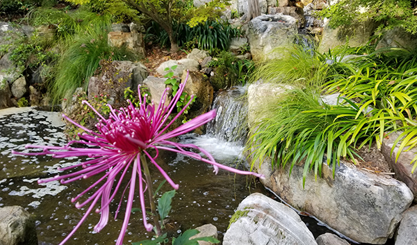 We were delighted to partner with the Central Carolina Chrysanthemum Society to host a quickly arranged mum exhibit in the Ruth Mary Meyer Japanese Garden this fall, after a national mum exhibit in Durham got canceled in 2020 and again in 2021 due to pandemic restrictions.
