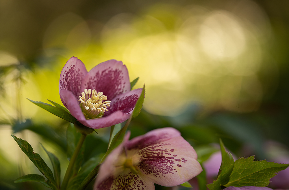 A purple and pink blossom with a soft focus background.