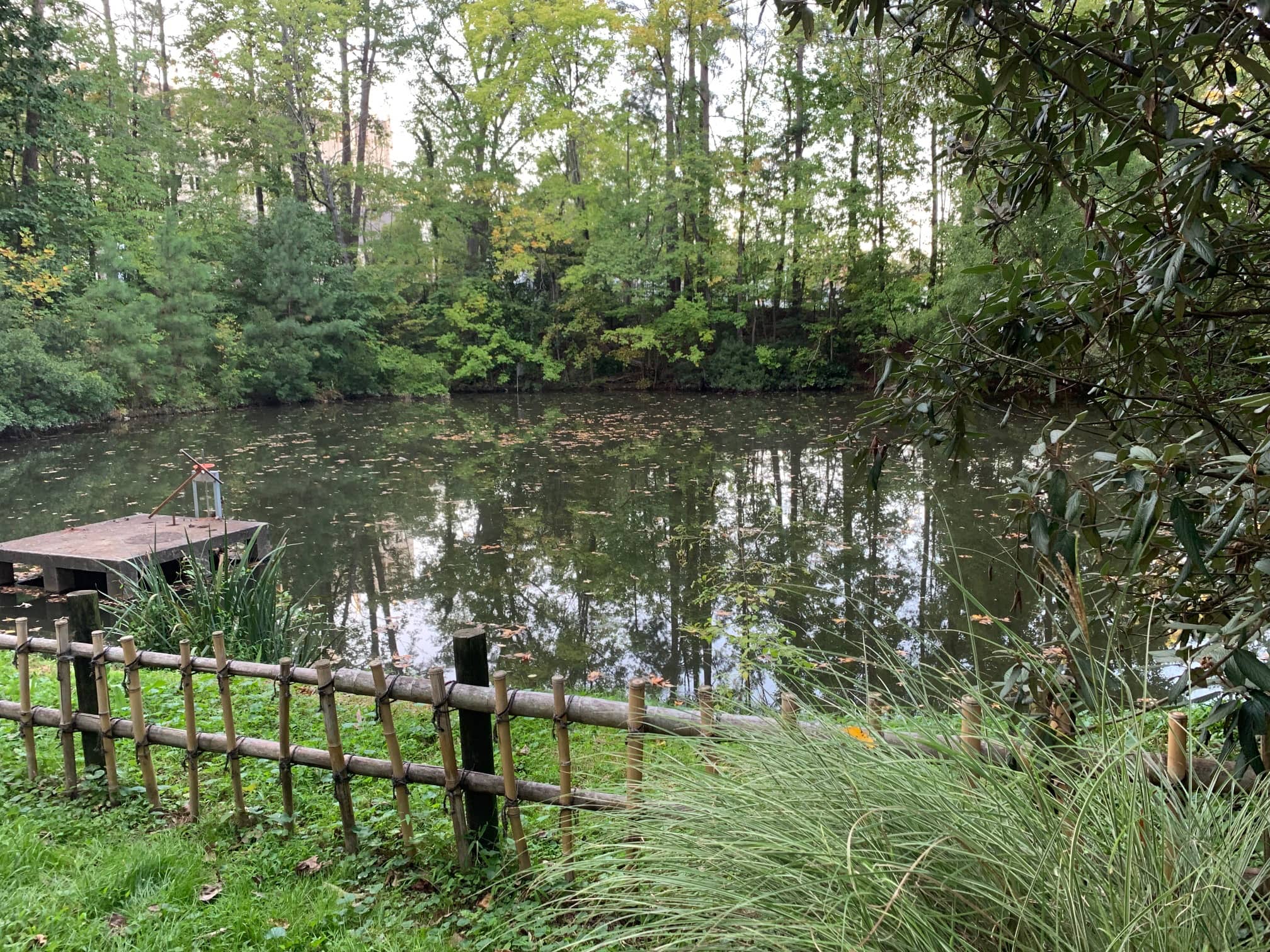 Asiatic Pond at Duke Gardens